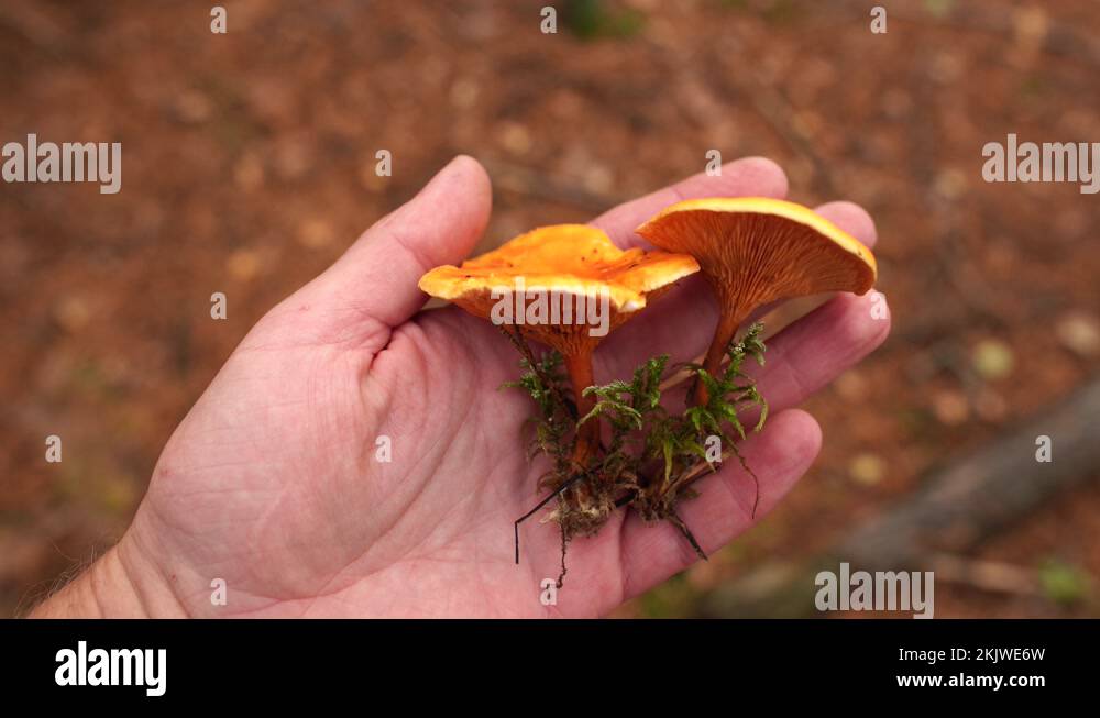 Male hand holding small cute yellow poisonous false chanterelles