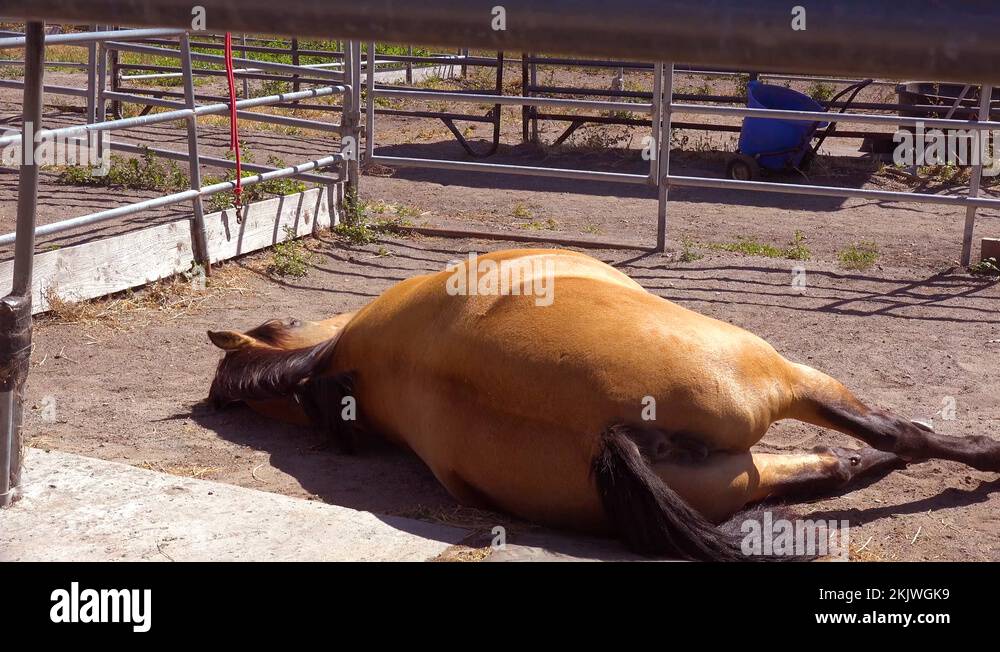 Horse lying down stable Stock Videos & Footage HD and 4K Video Clips
