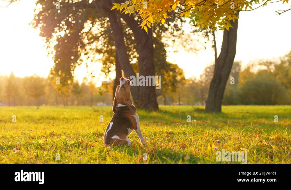 Dog jump up to tree branch but can't reach it, sit down and bark up