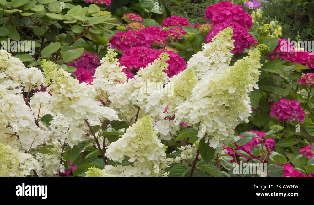 Hydrangea paniculata Stock Videos & Footage - HD and 4K Video Clips - Alamy