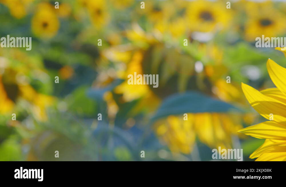 Sunflower swaying in the wind. Agriculture. Cultivation of sunflowers