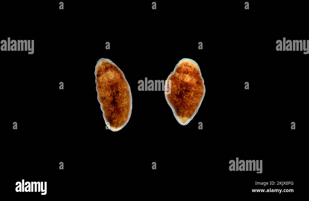 worm Baicalellia sp. under the microscope. Families Provorticidae