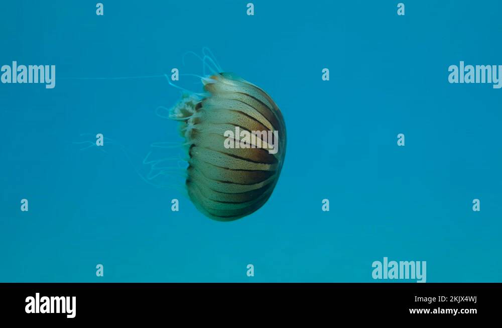 Closepup of Compass jellyfish (Chrysaora hysoscella) swim in the blue