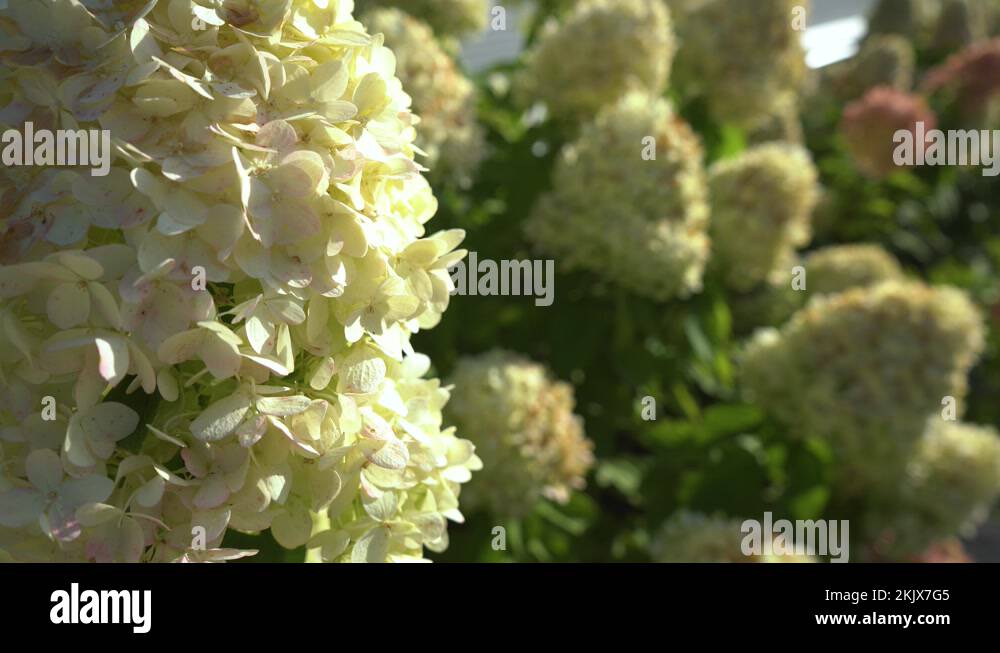 Beautiful white-green flowers of hydrangea paniculata Stock Video ...