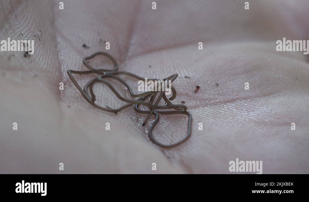 Horsehair worms Stock Videos & Footage HD and 4K Video Clips Alamy