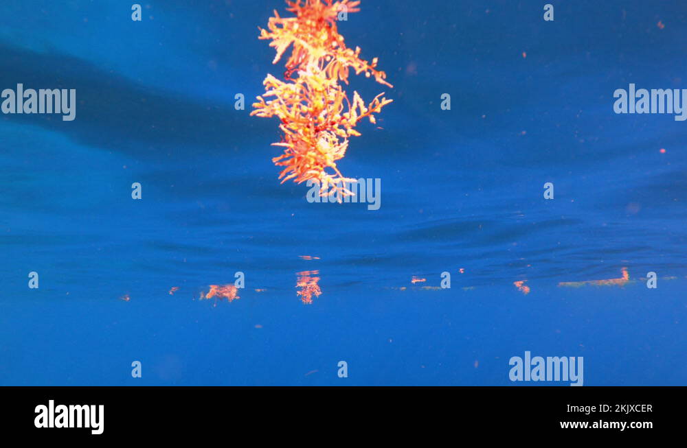 Sargassum seaweed floating Martinique caribbean sea environment problem Stock Video Footage Alamy