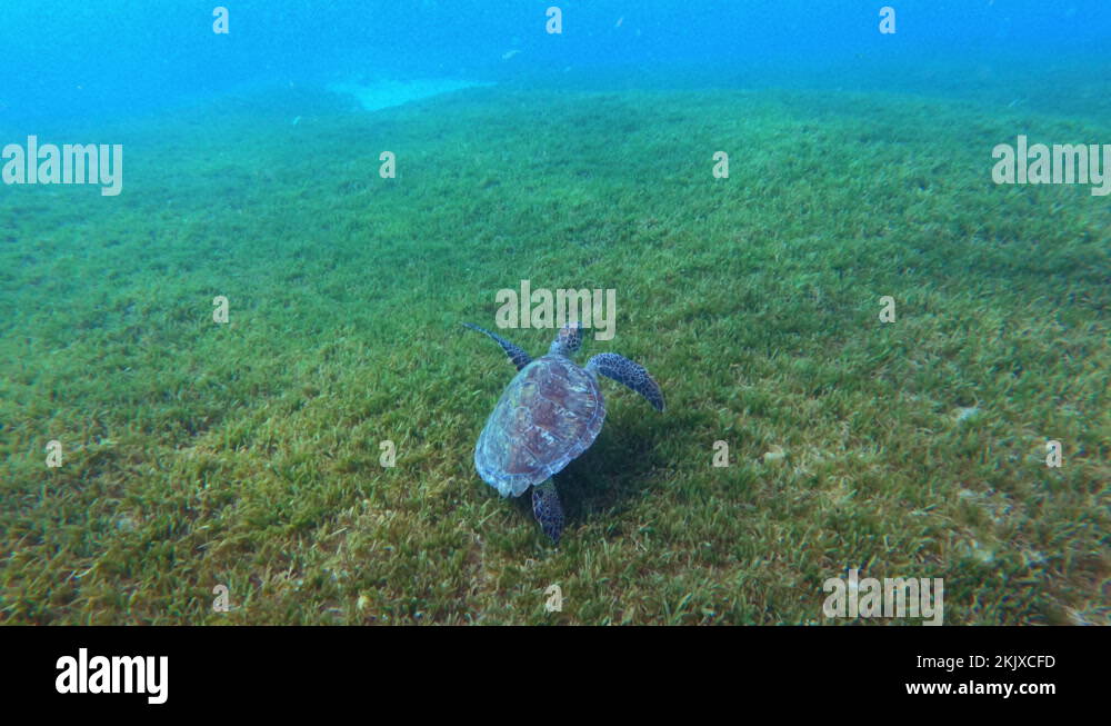 turtle swimming in the ocean seaweed marine wildlife scuba diving Martinique Stock Video Footage