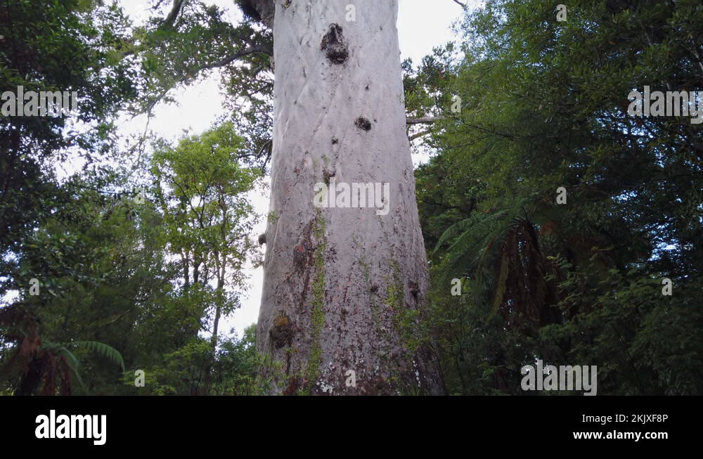 2000 year old Kauri tree called Tane Mahuta, North island, New Zealand