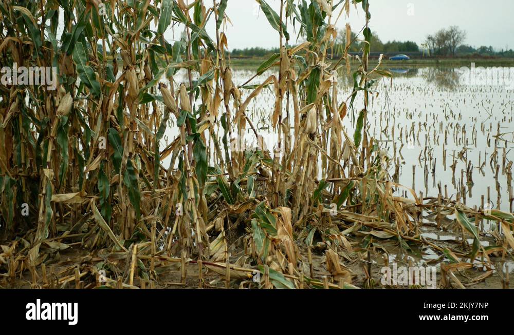Flood corn mold blight maize yellow ears plants field damaged flooded