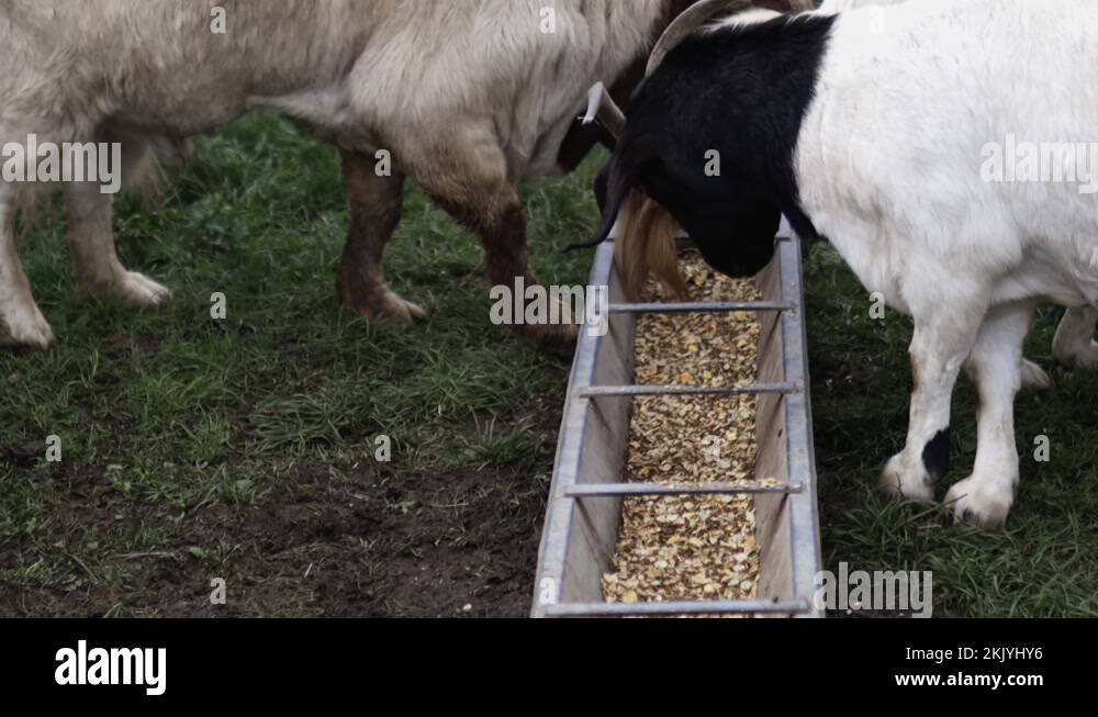 Goat eat grain Stock Videos & Footage HD and 4K Video Clips Alamy