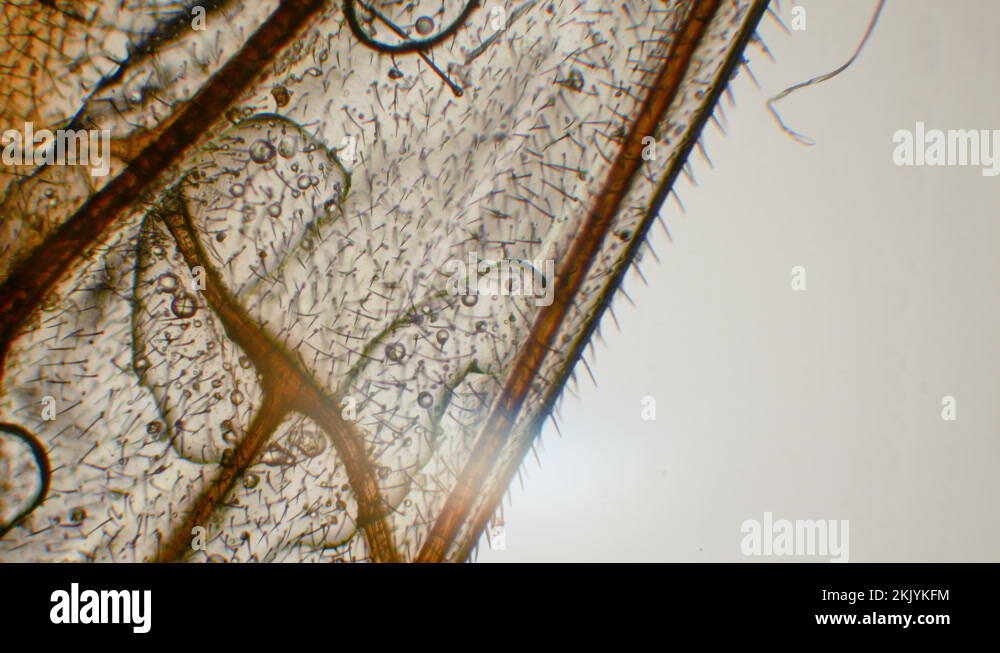 Drosophila laboratory Stock Videos & Footage HD and 4K Video Clips