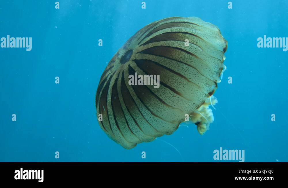 Closepup of Compass jellyfish (Chrysaora hysoscella) swim in the blue