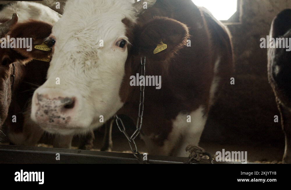 Large Ruminant Hd Ruminants of asia Stock Videos & Footage - HD and 4K Video Clips - Alamy