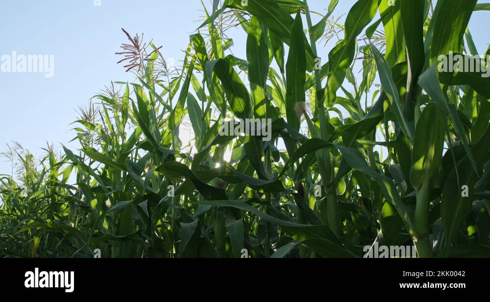 Cornfield. The General plan of the ripening ears of corn. Corn field on