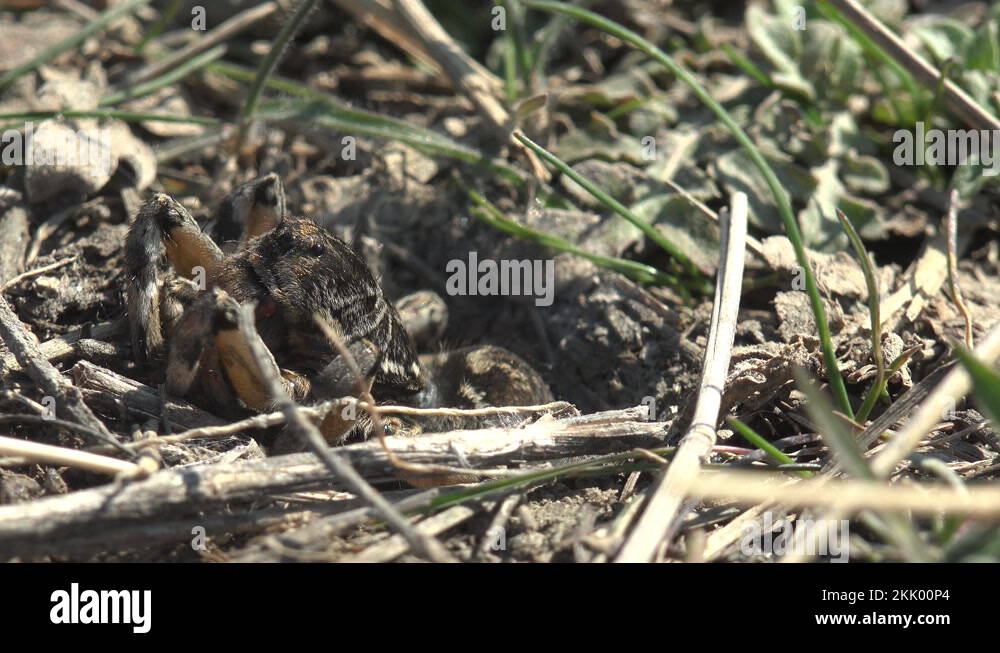 Burrowing insects Stock Videos & Footage - HD and 4K Video Clips - Alamy