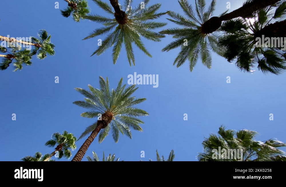 Camera looks up as it moves past rows a palm trees Stock Video Footage