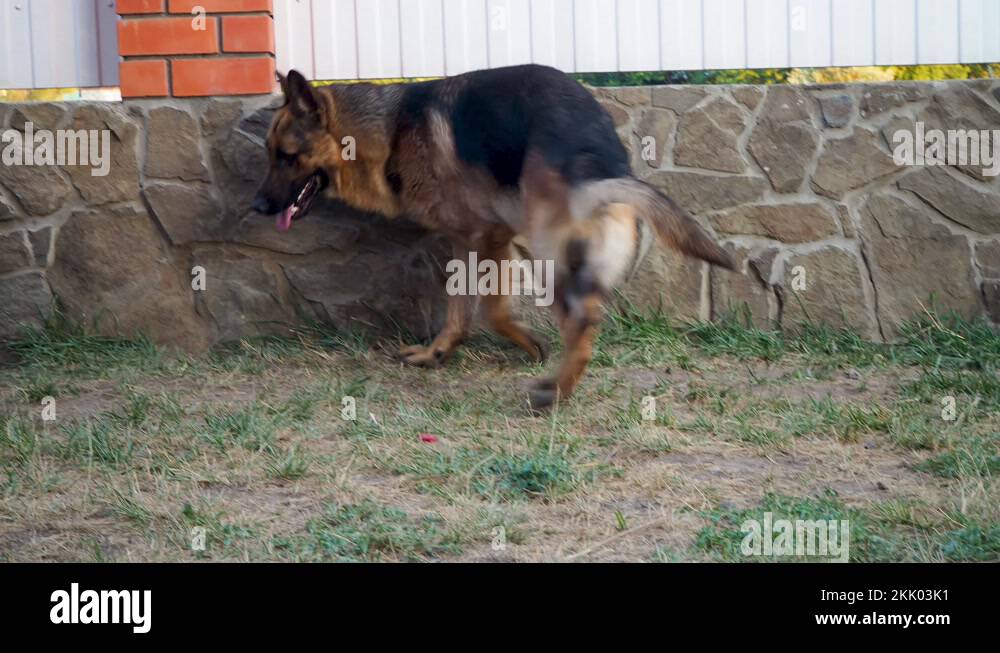 Adult dog German shepherd chasing the tail. The animal spinning and