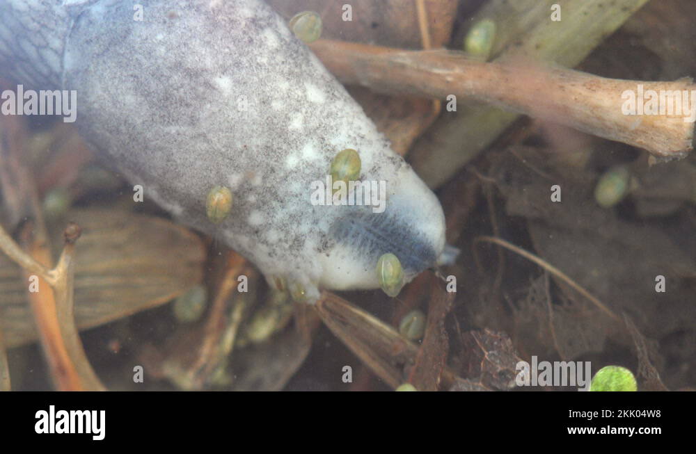 Slug in water Stock Videos & Footage HD and 4K Video Clips Alamy