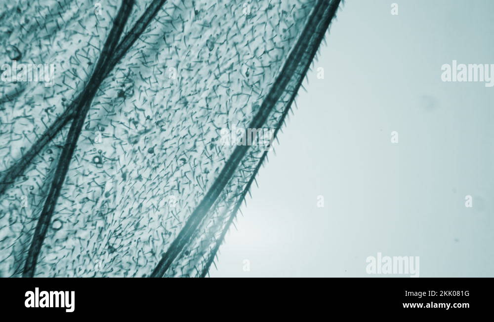 Fruit fly under Microscope. Biological experiments in a secret laboratory Stock Video Footage