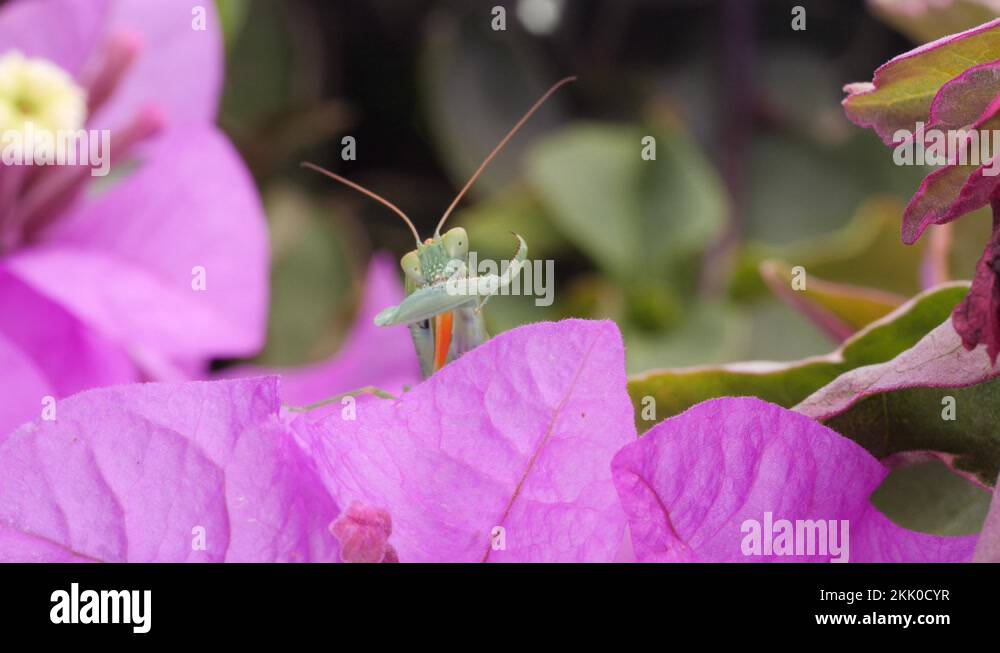 Spiky legs Stock Videos & Footage HD and 4K Video Clips Alamy