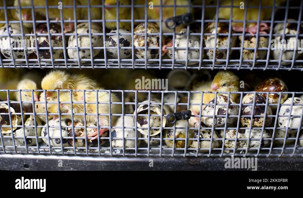 Hatching of chickens and quail in an incubator on a poultry farm Stock