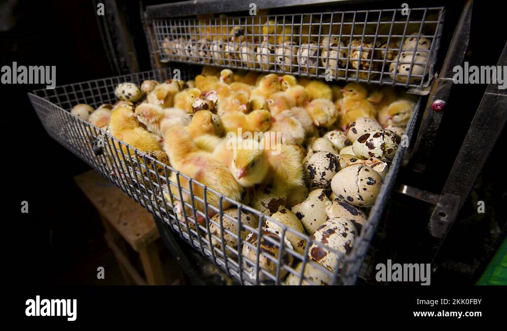 Hatching of chickens and quail in an incubator on a poultry farm Stock
