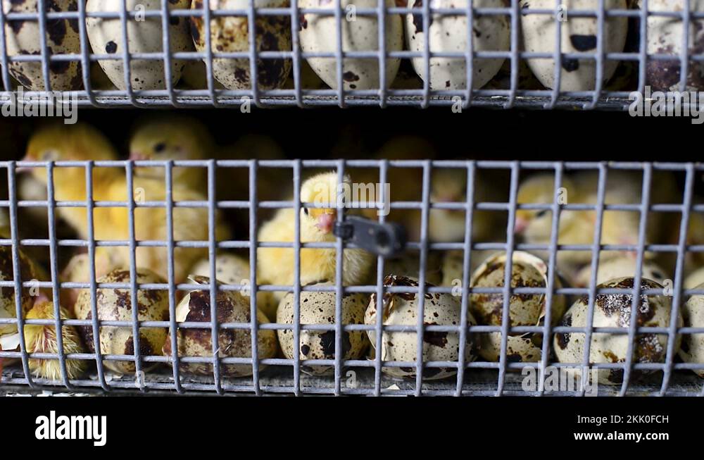 Hatching of chickens and quail in an incubator on a poultry farm Stock