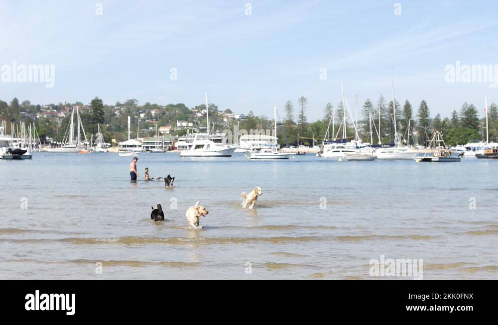 Amusing dog hopping around in the Australian sea 4K Stock Video Footage
