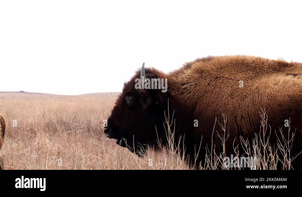 American bison bison bison cow Stock Videos & Footage HD and 4K Video Clips Alamy