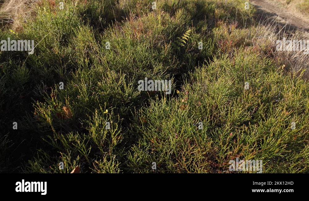 Shrub with fruits Stock Videos & Footage - HD and 4K Video Clips - Alamy