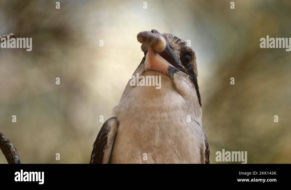 The big kookaburra Stock Videos & Footage - HD and 4K Video Clips - Alamy