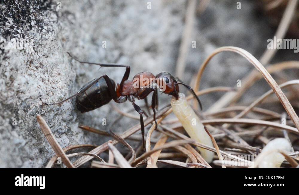 ant prey larva of diptera, Formica rufa, Ant, predator, prey Stock