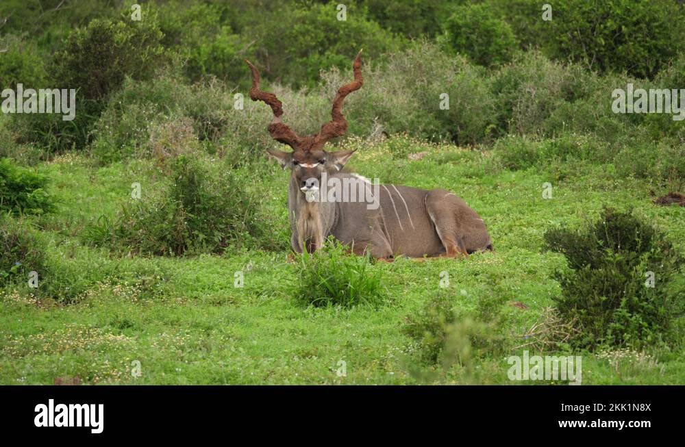 Corkscrew horns Stock Videos & Footage HD and 4K Video Clips Alamy