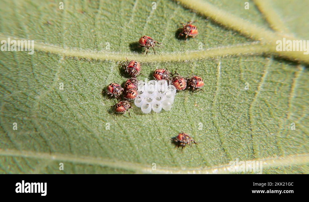 Stink bug egg Stock Videos & Footage - HD and 4K Video Clips - Alamy