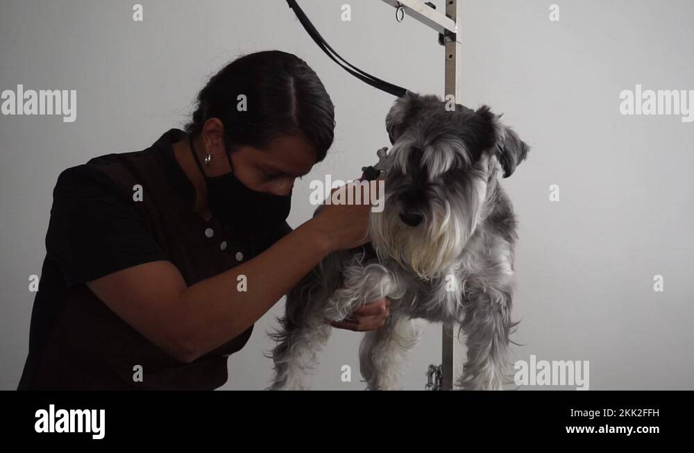 Miniature Schnauzer dog gets upset getting nails clipped by Hispanic