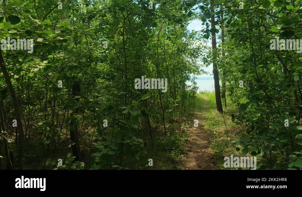 Narrow path among thick bushes and trees in the forest leading to river