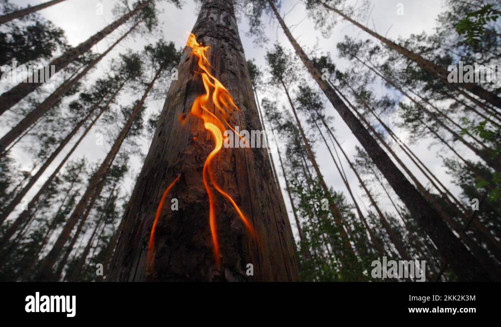 Dry Burning Tree Close Up View Forest Fires Fire Season Deforestation Concept Stock Video 