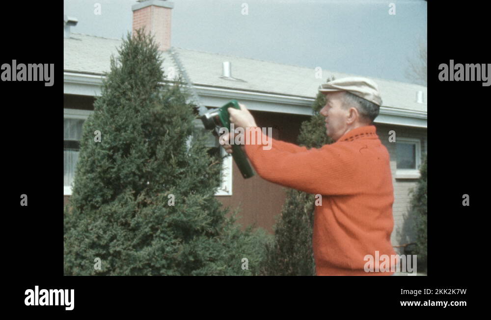 1950s Man uses hedge trimmer on branches of tree Stock Video Footage