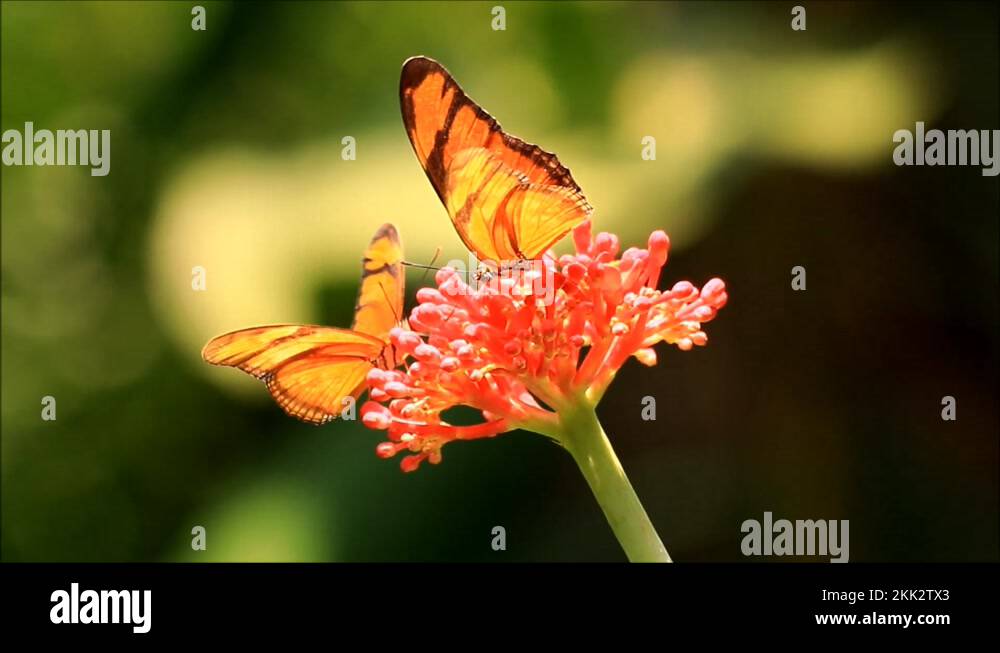Orange Color Butterflies Stock Videos Footage HD And 4K Video Clips