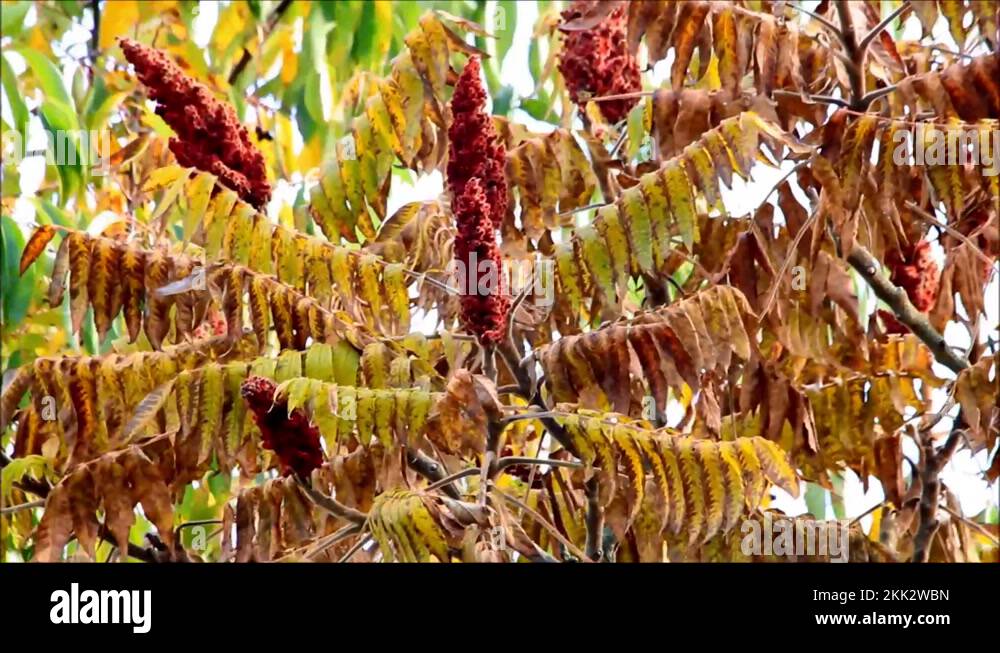 Tree sumac Stock Videos & Footage - HD and 4K Video Clips - Alamy