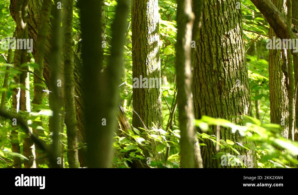 Two Pileated Woodpeckers exploring the forest together then flying away
