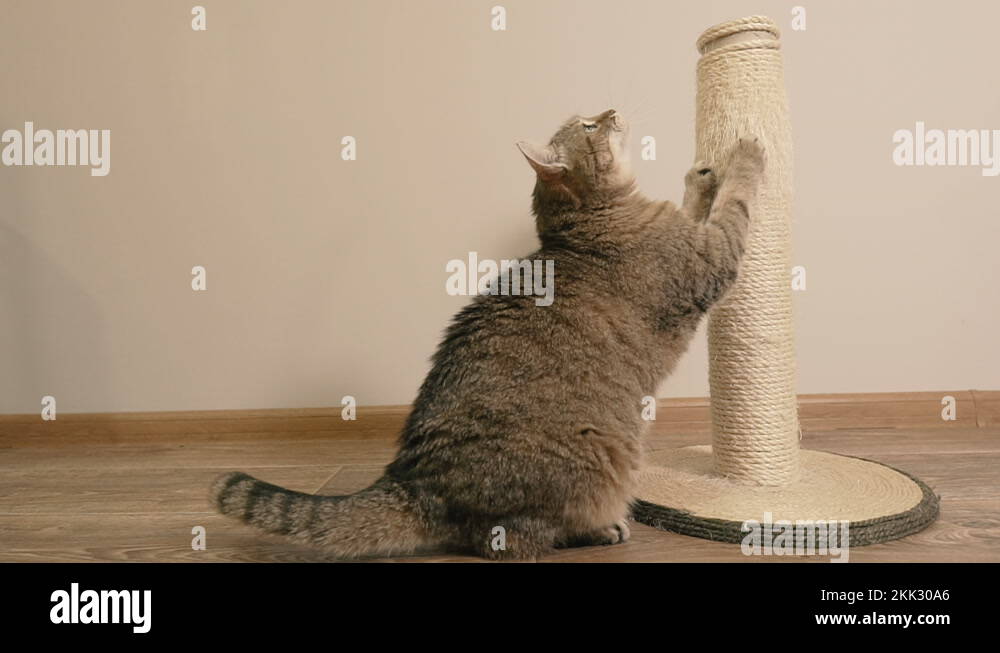 Scratching post. The cat scratches the scratching post with its claws Stock Video Footage Alamy