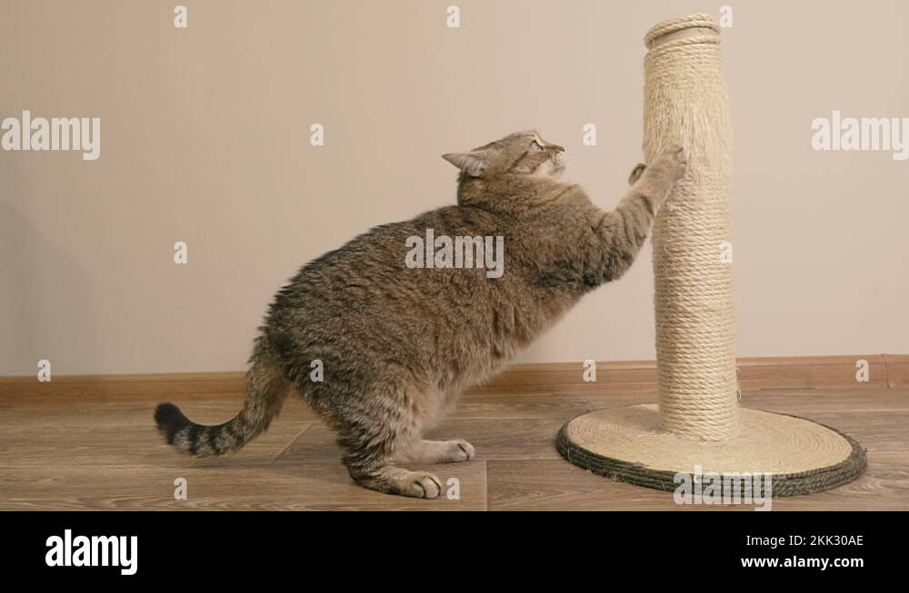 Scratching post. The cat scratches the scratching post with its claws