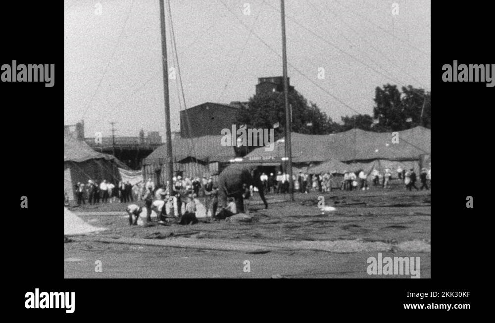 1940s Elephant hoists circus tent poles upright as large crowd looks