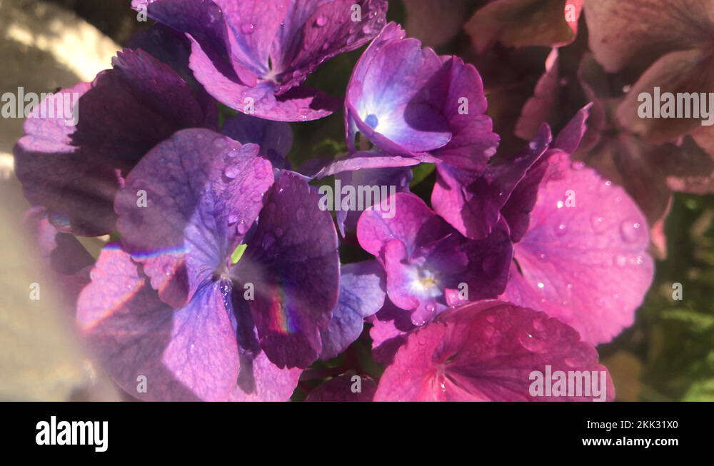 Scented garden shrubs Stock Videos & Footage HD and 4K Video Clips