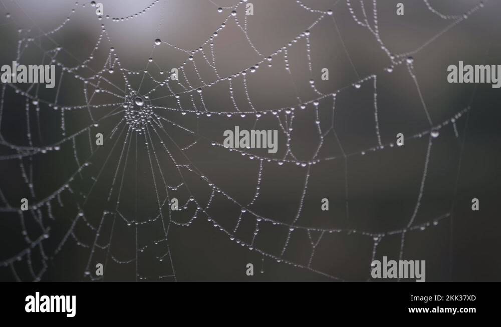 Close up spiders Stock Videos & Footage HD and 4K
