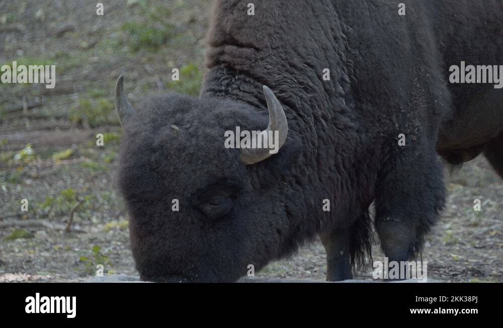 National zoo of the dominican republic Stock Videos & Footage - HD and