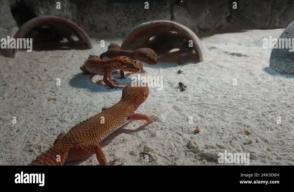 Tokay geckos gekko gecko Stock Videos & Footage HD and 4K Video Clips