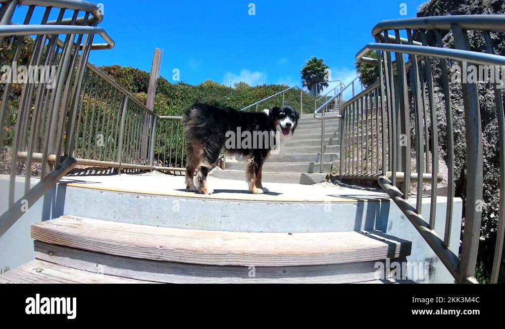 Dog on stairs Stock Videos & Footage HD and 4K Video Clips Alamy