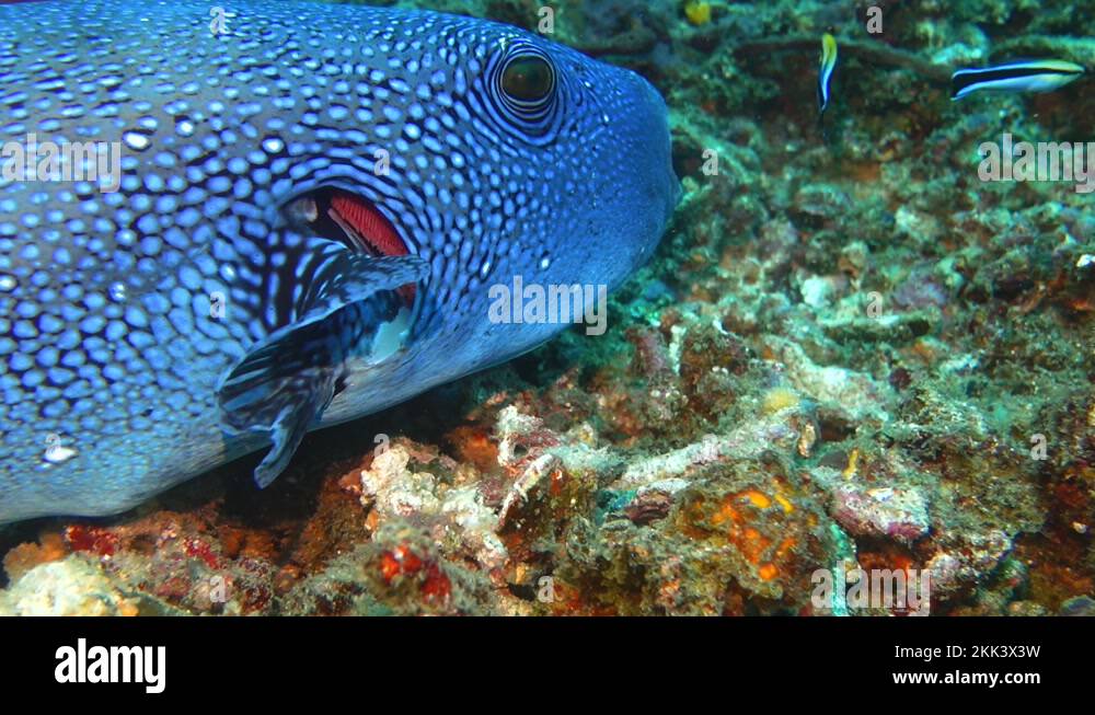 Puffer fish mouth Stock Videos & Footage - HD and 4K Video Clips - Alamy